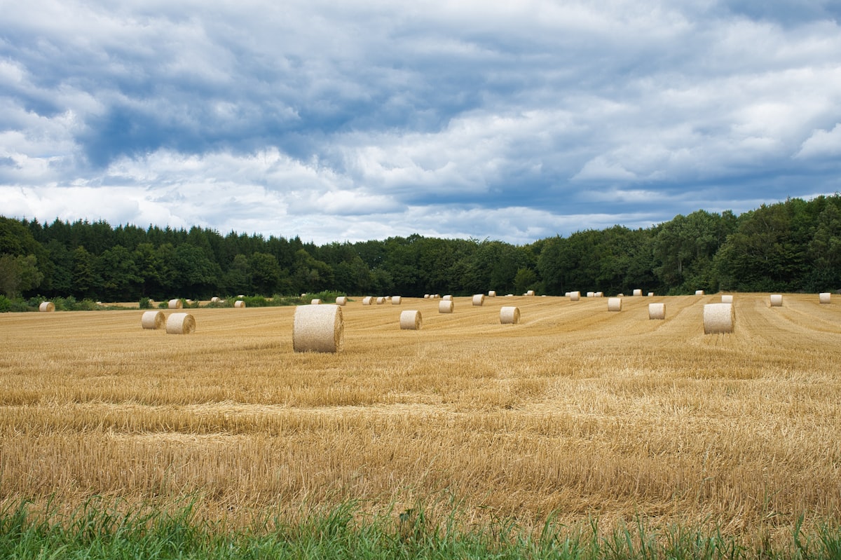 Rundballen auf einem abgeernteten Feld