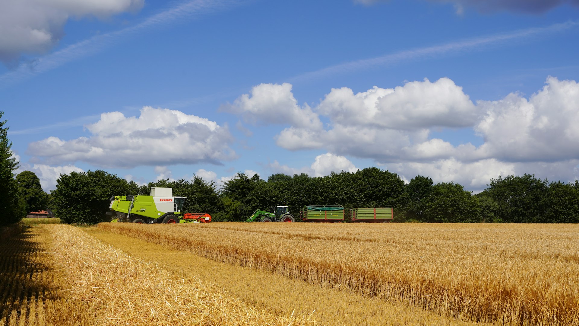 Mähdrescher bei der Getreideernte auf einem Feld im Münsterland